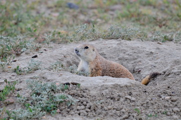 Wild black-tailed prairie dog at Grasslands National Park, 