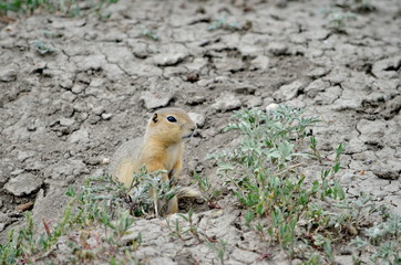 Wild black-tailed prairie dog at Grasslands National Park, 