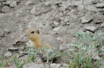 Wild black-tailed prairie dog at Grasslands National Park, 
