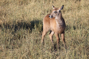 Wasserbock / Waterbuck / Kobus ellipsiprymnus