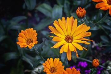 Close view of Calendula Officinalis blossoms