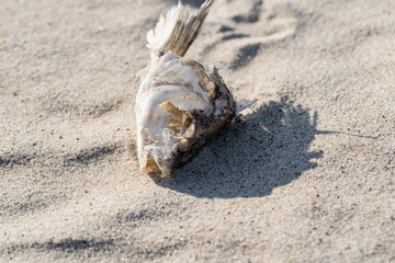 dried fish skeleton lying on the sand