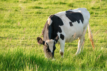 Cows graze on a juicy meadow on a summer day