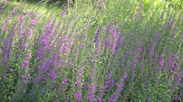 pink flowers Lythrum virgatum 'Dropmore Purple' swaying in the wind. zoon in