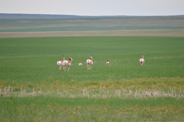 Obraz premium Pronghorn antelope in Saskatchewan, Canada.
