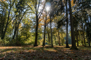 autumn in the forest