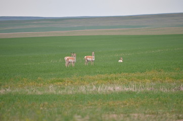 Pronghorn antelope in Saskatchewan, Canada.