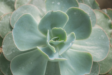 Close up of green succulent plant