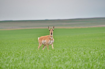 Pronghorn antelope in Saskatchewan, Canada.