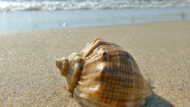 The shell lies on a sandy beach and is washed by the waves of the sea. Rest on the sea. Shell Rapana