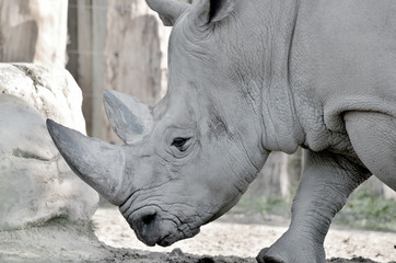 The white rhinoceros or square-lipped rhinoceros is the largest extant species of rhinoceros.  It has a wide mouth used for grazing and is the most social of all rhino species © Daniel Meunier