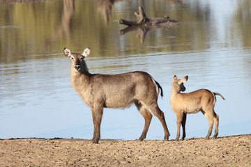 Wasserbock / Waterbuck / Kobus ellipsiprymnus