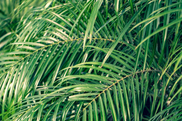 Green leaves on a tree