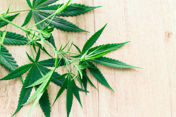 marijuana green leaves on a wooden background top view