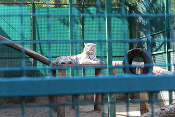 white bengal tiger