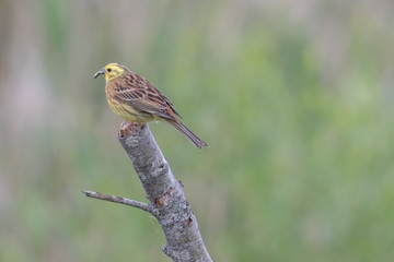 Goldammer auf dem Ast