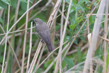 Wildvogel