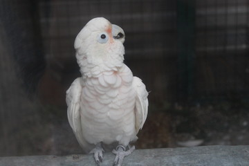 Obraz premium funny white parrot