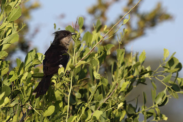 Jakobinerkuckuck / Jacobin cuckoo / Clamator jacobinus..