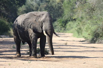 Afrikanischer Elefant / African elephant / Loxodonta africana