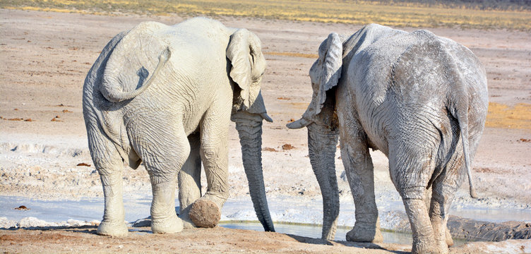 View of an elephant covered in white mud (Etosha National Park) Namibia Africa. Etosha&rsquo;s elephants number about 2500 and occur either in breeding herds numbering up to 50 