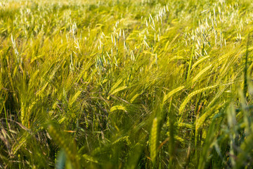 Beautiful field of cereals (wheat, barley, oats) green on a sunny spring day. Space to insert your text.