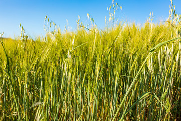 Obraz premium Beautiful field of cereals (wheat, barley, oats) green on a sunny spring day. Space to insert your text.