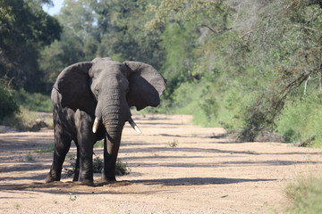 Fototapeta premium Afrikanischer Elefant / African elephant / Loxodonta africana