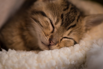 Gato cachorro durmiendo