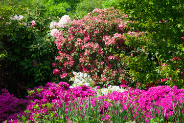 wild and garden plants, flowers, trees	