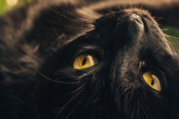 Upside Down Black Cat Portrait
