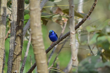 Red-legged honeycreeper on the tree, Boquete, Panama