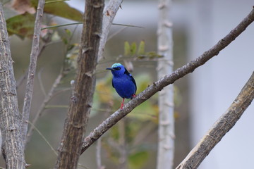 Red-legged honeycreeper on a branch, Boquete, Panama