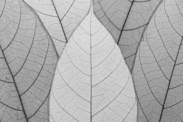 Close up leaf pattern
