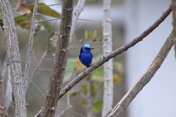 Red-legged honeycreeper, Boquete, Panama