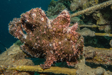 Coral reefs and water plants in the Red Sea, Eilat Israel