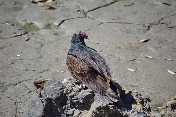 Photo of Turkey Vulture, Panama city, Panama