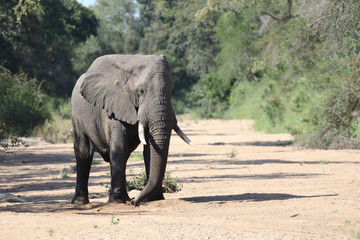 Afrikanischer Elefant / African elephant / Loxodonta africana