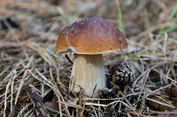 mushroom in the forest
