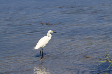 egret on beach