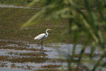 great blue heron