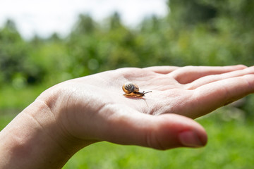 on the palm a small snail is crawling with beautiful horns and an orange shell house against a green forest and sky on a sunny day