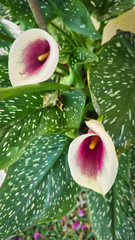 The Albomaculata Calla is an elegant white, fluted flower with emerald green leaves that showcase graceful speckles in shades to match their blooms.