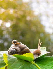 a big snail crawls on a green leaf and a small snail crawling on it with a baby with beautiful horns and a shell against the green bokeh of the forest
