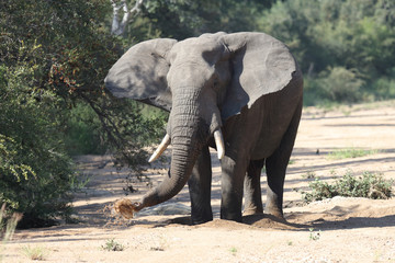 Fototapeta premium Afrikanischer Elefant / African elephant / Loxodonta africana