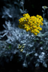 Yellow flowers with gray leaves.