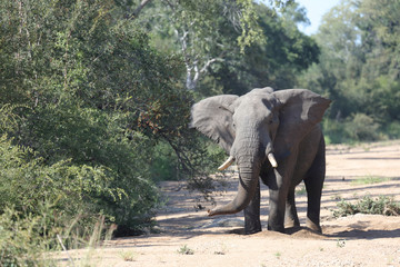 Afrikanischer Elefant / African elephant / Loxodonta africana