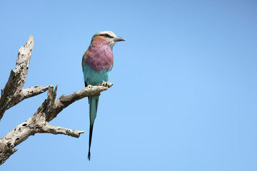 Gabelracke / Lilacbreasted Roller / Coracias caudata