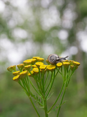 on a yellow flower sits a small snail with beautiful horns and a shell on the background of green bokeh