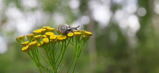 on a yellow flower sits a small snail with beautiful horns and a shell on the background of green bokeh